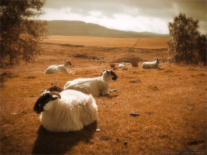 06-highlands-moutons.jpg