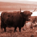 18-vache-highlands